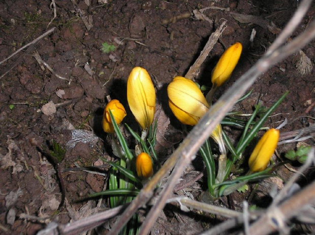 Wiosenny powiew z 2006 roku.... #wiosna #kwiaty #zwiastuny