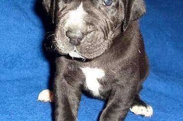 Maluszki po ukończeniu 3 tygodnia życia #DogNiemiecki #psy #kynologia #moloseum #szczeniaki #pupil #miot #zwierzęta