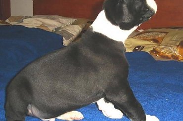 Maluszki po ukończeniu 3 tygodnia życia #DogNiemiecki #psy #kynologia #moloseum #szczeniaki #pupil #miot #zwierzęta