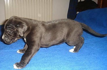 Maluszki po ukończeniu 3 tygodnia życia #DogNiemiecki #psy #kynologia #moloseum #szczeniaki #pupil #miot #zwierzęta