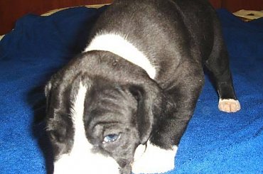 Maluszki po ukończeniu 3 tygodnia życia #DogNiemiecki #psy #kynologia #moloseum #szczeniaki #pupil #miot #zwierzęta