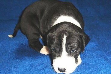 Maluszki po ukończeniu 3 tygodnia życia #DogNiemiecki #psy #kynologia #moloseum #szczeniaki #pupil #miot #zwierzęta