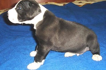 Maluszki po ukończeniu 3 tygodnia życia #DogNiemiecki #psy #kynologia #moloseum #szczeniaki #pupil #miot #zwierzęta