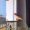 #canary #kanarki #ptaki
