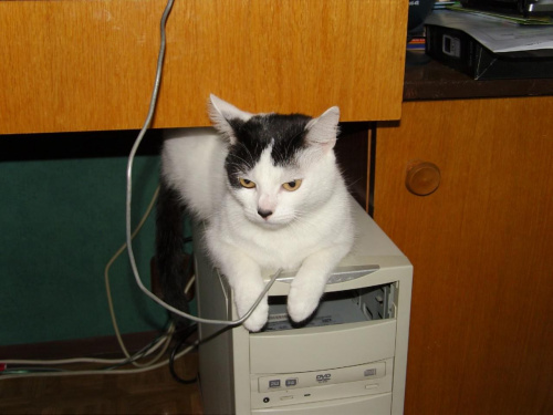 hmmm skoro moga byc myszy podlaczone do komputera to dlaczego nie koty ;)