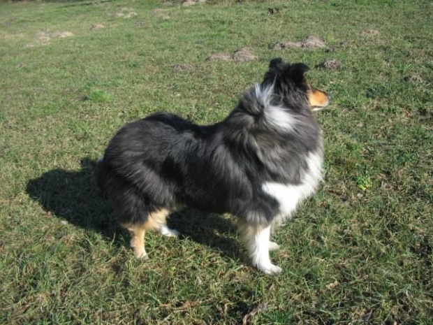 FLUFFY LOVELY ANGEL Hippocampus #Fluffy #FLUFFYLOVELYANGELHippocampus #collie #lassie