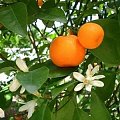 citrus