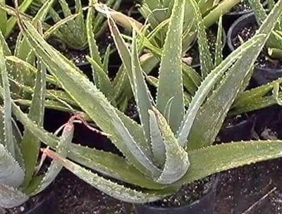 aloes