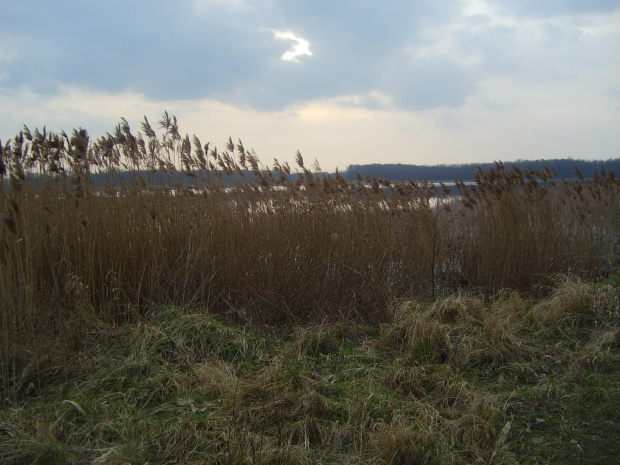 staw za trzciną