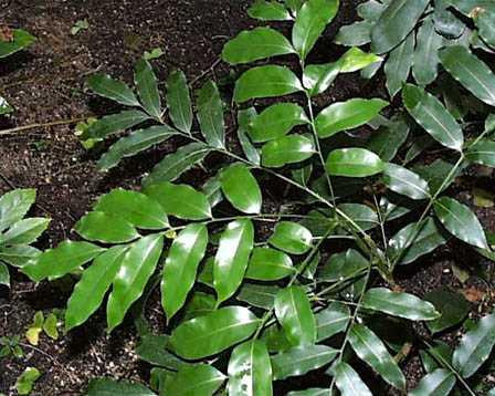 Castanospermum-australe