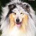 Malouine's SINGIN' THE BLUES #Silver #collie #lassie