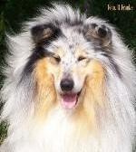 Malouine's SINGIN' THE BLUES #Silver #collie #lassie