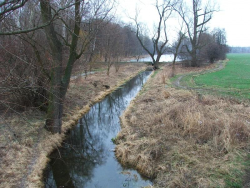 Puławy - kanał odprowadzający nadmiar wody z parkowej łachy #Puławy #park #łacha