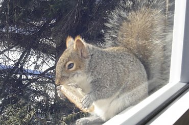 Squirrel, Wie Wioorka #Squirrel #wiewiurka #wiewioorka #heinrik #henry #canada #canadian #animal #wild #mammal #bread #eating #sex #cute #adorable #funny #soft #baby
