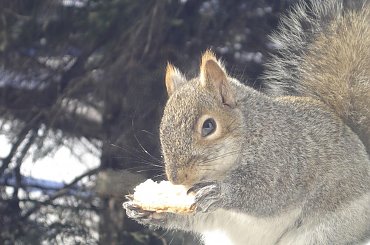 Squirrel, Wie Wioorka #Squirrel #wiewiurka #wiewioorka #heinrik #henry #canada #canadian #animal #wild #mammal #bread #eating #sex #cute #adorable #funny #soft #baby