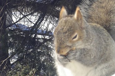 Squirrel, Wie Wioorka #Squirrel #wiewiurka #wiewioorka #heinrik #henry #canada #canadian #animal #wild #mammal #bread #eating #sex #cute #adorable #funny #soft #baby