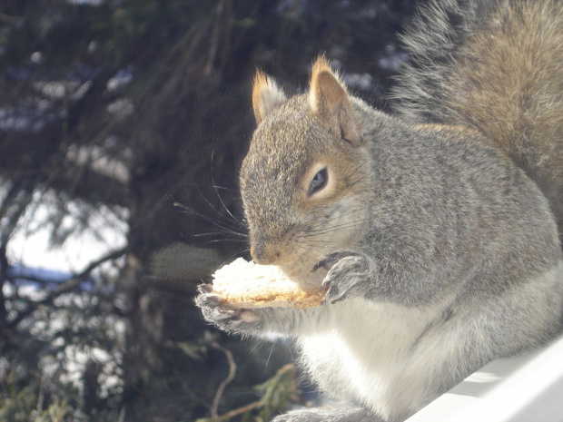 Squirrel, Wie Wioorka #Squirrel #wiewiurka #wiewioorka #heinrik #henry #canada #canadian #animal #wild #mammal #bread #eating #sex #cute #adorable #funny #soft #baby