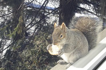 Squirrel, Wie Wioorka #Squirrel #wiewiurka #wiewioorka #heinrik #henry #canada #canadian #animal #wild #mammal #bread #eating #sex #cute #adorable #funny #soft #baby