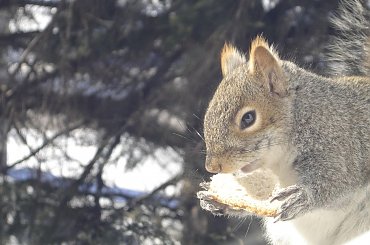 Squirrel, Wie Wioorka #Squirrel #wiewiurka #wiewioorka #heinrik #henry #canada #canadian #animal #wild #mammal #bread #eating #sex #cute #adorable #funny #soft #baby