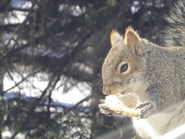 Squirrel, Wie Wioorka #Squirrel #wiewiurka #wiewioorka #heinrik #henry #canada #canadian #animal #wild #mammal #bread #eating #sex #cute #adorable #funny #soft #baby