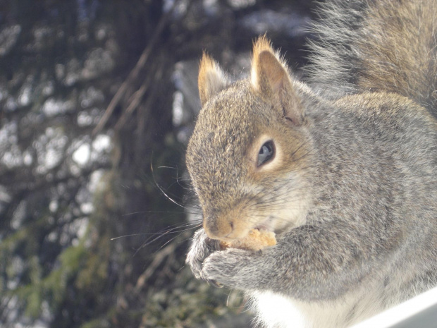 Squirrel, Wie Wioorka #Squirrel #wiewiurka #wiewioorka #heinrik #henry #canada #canadian #animal #wild #mammal #bread #eating #sex #cute #adorable #funny #soft #baby