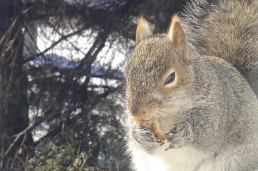 Squirrel, Wie Wioorka #Squirrel #wiewiurka #wiewioorka #heinrik #henry #canada #canadian #animal #wild #mammal #bread #eating #sex #cute #adorable #funny #soft #baby