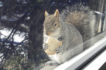 Squirrel, Wie Wioorka #Squirrel #wiewiurka #wiewioorka #heinrik #henry #canada #canadian #animal #wild #mammal #bread #eating #sex #cute #adorable #funny #soft #baby