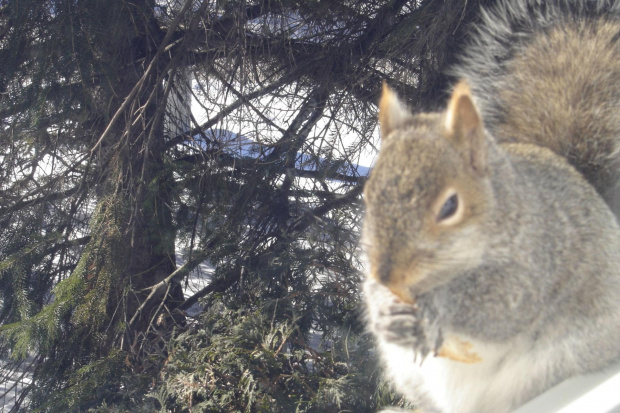 Squirrel, Wie Wioorka #Squirrel #wiewiurka #wiewioorka #heinrik #henry #canada #canadian #animal #wild #mammal #bread #eating #sex #cute #adorable #funny #soft #baby