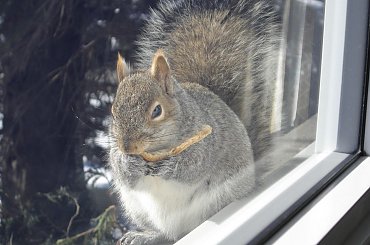 Squirrel, Wie Wioorka #Squirrel #wiewiurka #wiewioorka #heinrik #henry #canada #canadian #animal #wild #mammal #bread #eating #sex #cute #adorable #funny #soft #baby