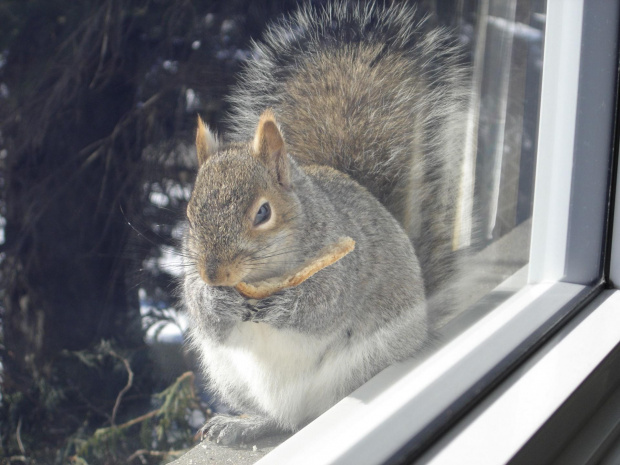 Squirrel, Wie Wioorka #Squirrel #wiewiurka #wiewioorka #heinrik #henry #canada #canadian #animal #wild #mammal #bread #eating #sex #cute #adorable #funny #soft #baby