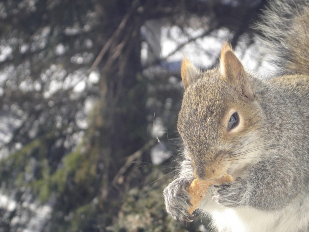 Squirrel, Wie Wioorka #Squirrel #wiewiurka #wiewioorka #heinrik #henry #canada #canadian #animal #wild #mammal #bread #eating #sex #cute #adorable #funny #soft #baby