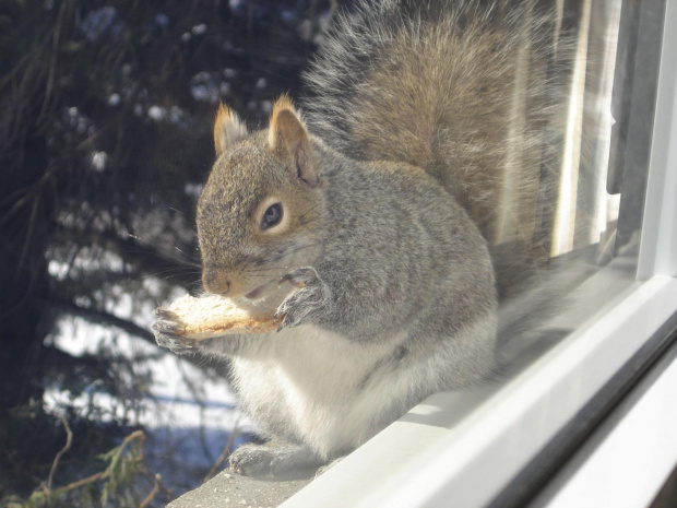 Squirrel, Wie Wioorka #Squirrel #wiewiurka #wiewioorka #heinrik #henry #canada #canadian #animal #wild #mammal #bread #eating #sex #cute #adorable #funny #soft #baby