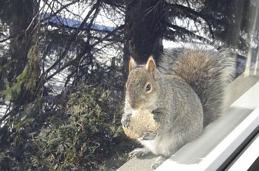 Squirrel, Wie Wioorka #Squirrel #wiewiurka #wiewioorka #heinrik #henry #canada #canadian #animal #wild #mammal #bread #eating #sex #cute #adorable #funny #soft #baby