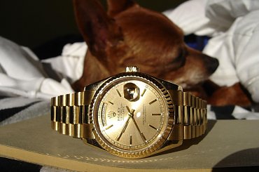 Poofter Goldenburg poses beside my first Rolex wristwatch. #Poofter #Goldenburg #Chihuahua #Rolex #Watch #President #DayDate #Oyster #Perpetual #gold #solid #embassador #pies #zegarek