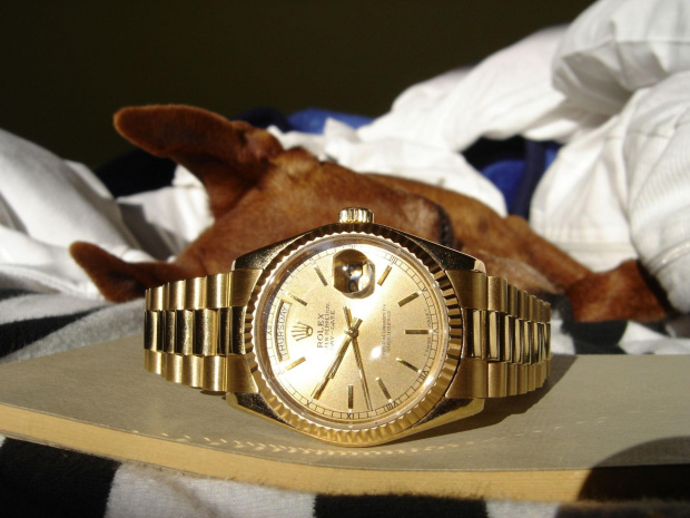 Poofter Goldenburg poses beside my first Rolex wristwatch. #Poofter #Goldenburg #Chihuahua #Rolex #Watch #President #DayDate #Oyster #Perpetual #gold #solid #embassador #pies #zegarek