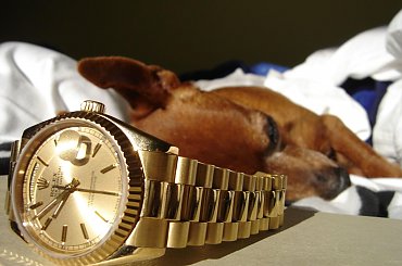Poofter Goldenburg poses beside my first Rolex wristwatch. #Poofter #Goldenburg #Chihuahua #Rolex #Watch #President #DayDate #Oyster #Perpetual #gold #solid #embassador #pies #zegarek