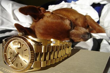 Poofter Goldenburg poses beside my first Rolex wristwatch. #Poofter #Goldenburg #Chihuahua #Rolex #Watch #President #DayDate #Oyster #Perpetual #gold #solid #embassador #pies #zegarek