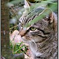 Sesja z Rzepką #zwierzęta #fauna #koty