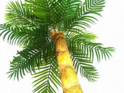 korona palmy o wysokości 400cm.
ujęcie nr.2 #palmy #drzewa