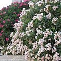 oleander2