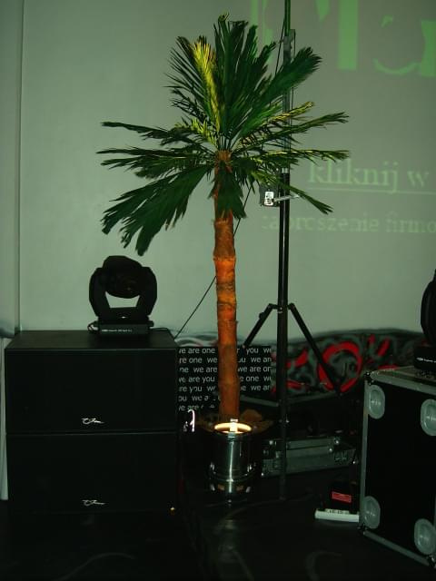 palma nr.2 250cm. lokal EKSTRAVAGANZA Warszawa #palmy #SztuczneDrzewa