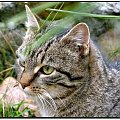 Sesja z Rzepką #zwierzęta #fauna #koty