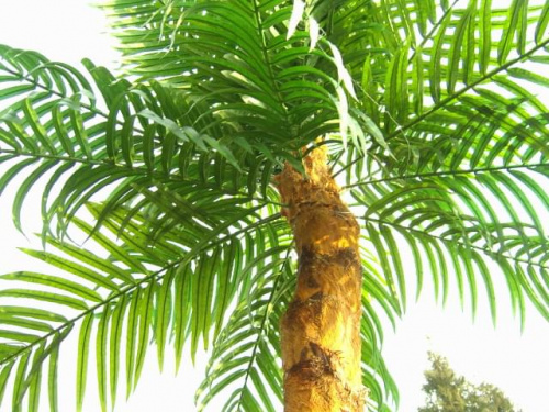 korona palmy zewnetrznej