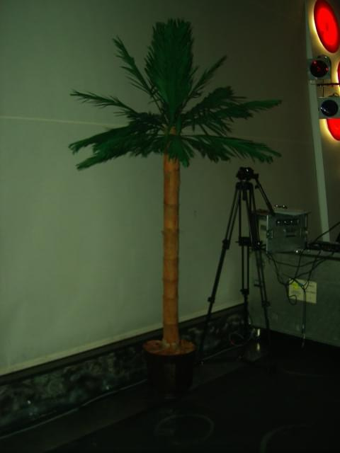 palma 250cm. w lokalu "Ekstravaganza" w Warszawie #palmy #SztuczneDrzewa