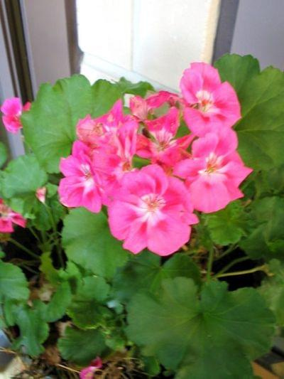 pelargonia