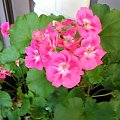 pelargonia