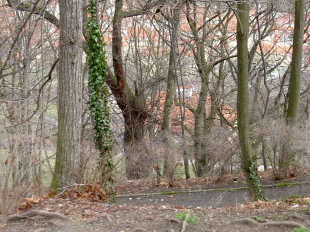 Panorama Pragi przez drzewa na wzgórzu Petrin. Niestety nie widać jak bardzo stromo tam było ;) #Praga