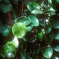 peperomia