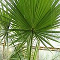 waszyngtonia
