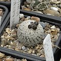 Turbinicarpus valdezianus v albiflorus